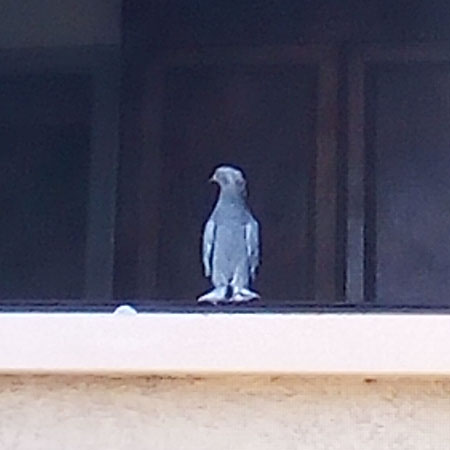 pigeon 1